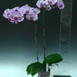 Dtps. Shu Long Rabbit "54"：圖片 2