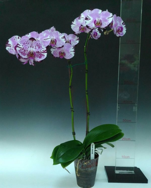 Dtps. Shu Long Rabbit "54"：圖片 2
