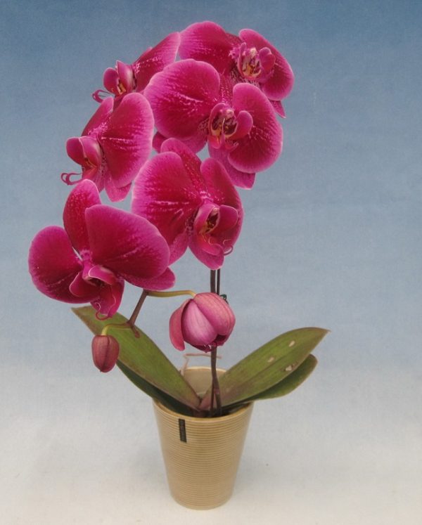 Phal. Shu Long "F3784"：圖片 2