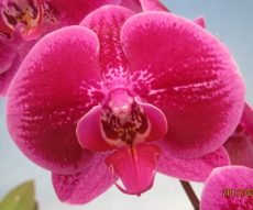 Phal. Shu Long "F3784"