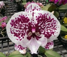 Dtps. Lianher Jellyfish "1042-1"