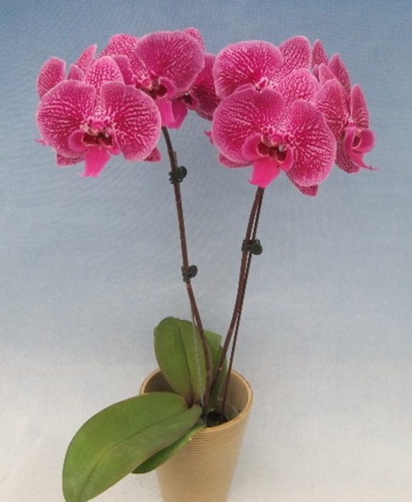 Dtps. Fuller's Red Eagle X Yu Pin Fireworks "3773"：圖片 2