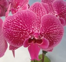 Dtps. Fuller's Red Eagle X Yu Pin Fireworks "3773"