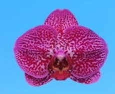 Phal. I-Hsin Penelope