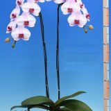 Phal. Fu Sam "ISM0014"：圖片 3