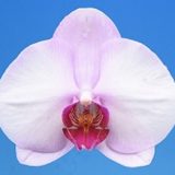 Phal. Fu Sam "ISM0014"