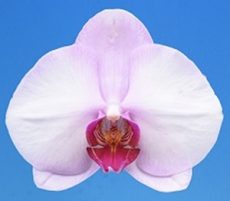 Phal. Fu Sam "ISM0014"