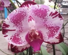 Phal. Sin Sheng Fireworks