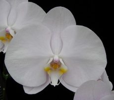 Phal. Younghome San Diego