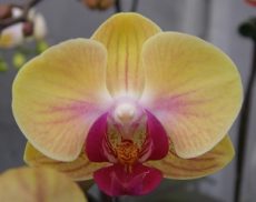 Phal. Younghome Sweety "0007"