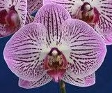 Phal. Flash Butterfly