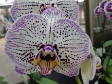 Phal. I-Hsin Big Bang "2298"