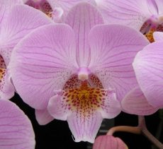 Phal. Younghome Princess "173"