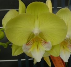 Phal. Younghome Green Dancer "218"
