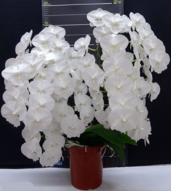 Phal. Charming Crystal Water：圖片 3