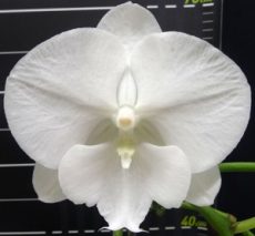 Phal. Charming Crystal Water