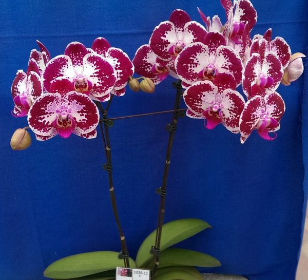 Dtps. Lianher Black Pearl "1026-11"：圖片 3