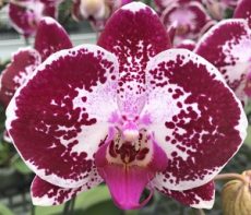 Dtps. Lianher Black Pearl "1026-11"