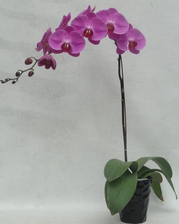 Phal. HW-7 "Red Fei"：圖片 3