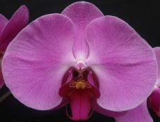 Phal. HW-7 "Red Fei"