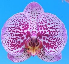 Phal. I-Hsin Bryce