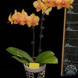 Phal. Lainher Lucky Cat：圖片 2