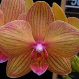 Phal. Lainher Lucky Cat