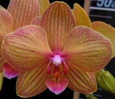 Phal. Lainher Lucky Cat