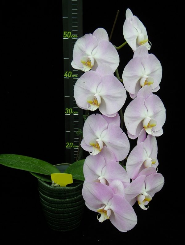 Phal. Younghome San Diego "28"：圖片 3