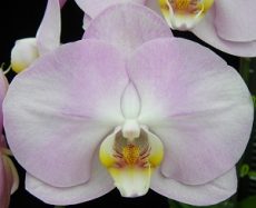 Phal. Younghome San Diego "28"