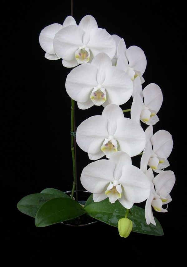 Phal. Younghome White Apple：圖片 2