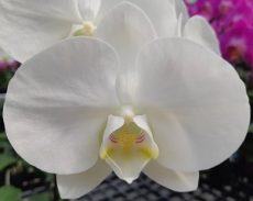 Phal. Younghome White Apple
