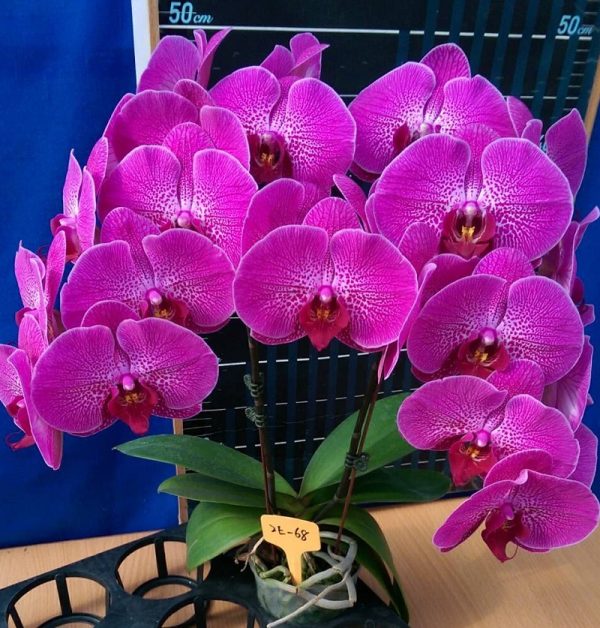 Dtps. Lianher Red Apple "2E68"：圖片 2