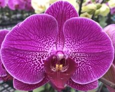 Dtps. Lianher Red Apple "2E68"