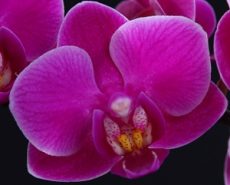 Phal. Strawberry Gem
