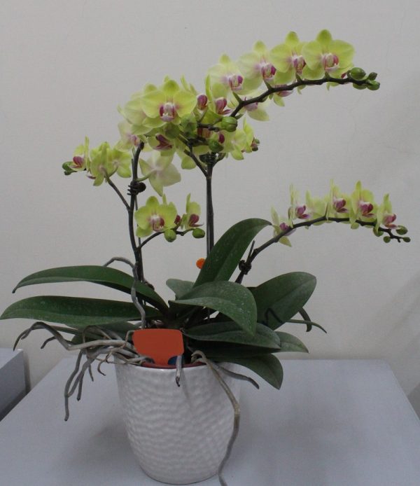 Phal. Charming Green Sugar Candy：圖片 3