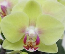Phal. Charming Green Sugar Candy