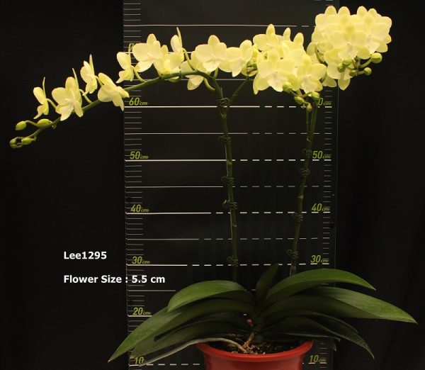 Phal. Tying Shin Melody X (Phal. Yu Pin Estern Island X Phal. Amabilis)：圖片 2