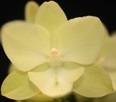 Phal. Tying Shin Melody X (Phal. Yu Pin Estern Island X Phal. Amabilis)