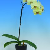 Phal. Yongli Green Angel：圖片 3