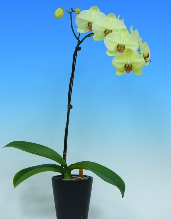 Phal. Yongli Green Angel：圖片 3