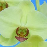 Phal. Yongli Green Angel