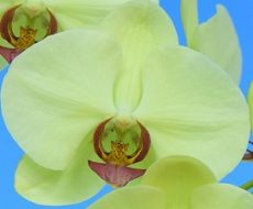 Phal. Yongli Green Angel