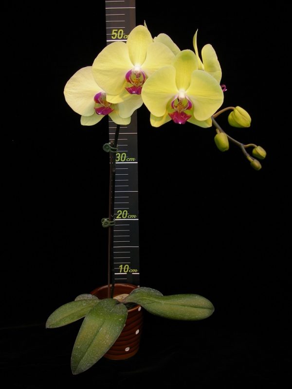 Phal. Younghome Golden "268"：圖片 2