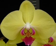 Phal. Younghome Golden "268"