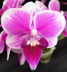 Phal. Chi Yueh Pink Leopard