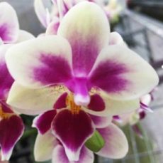 Phal. Chi Yueh Blush