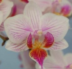 Phal. Chi Yueh Pink Debbie