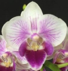 Phal. Chi Yueh Twins