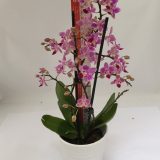 Phal. Chi Yueh Red Pearl：圖片 2